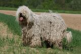 KOMONDOR 083